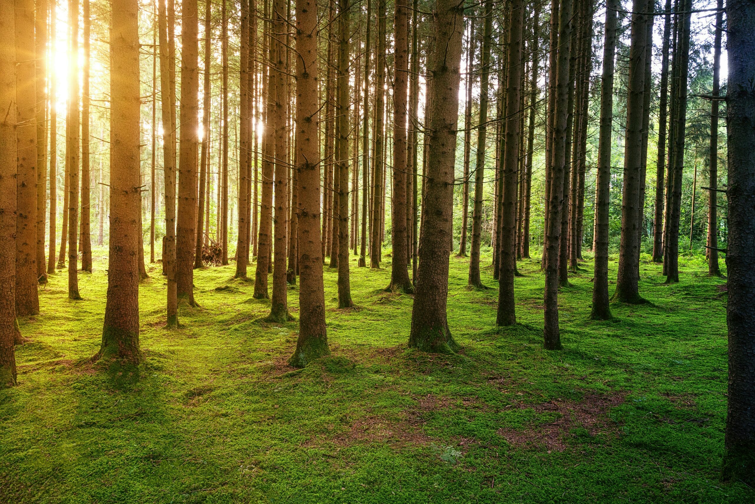 Alt text: A sunny hardwood forest that requires forest management planning.