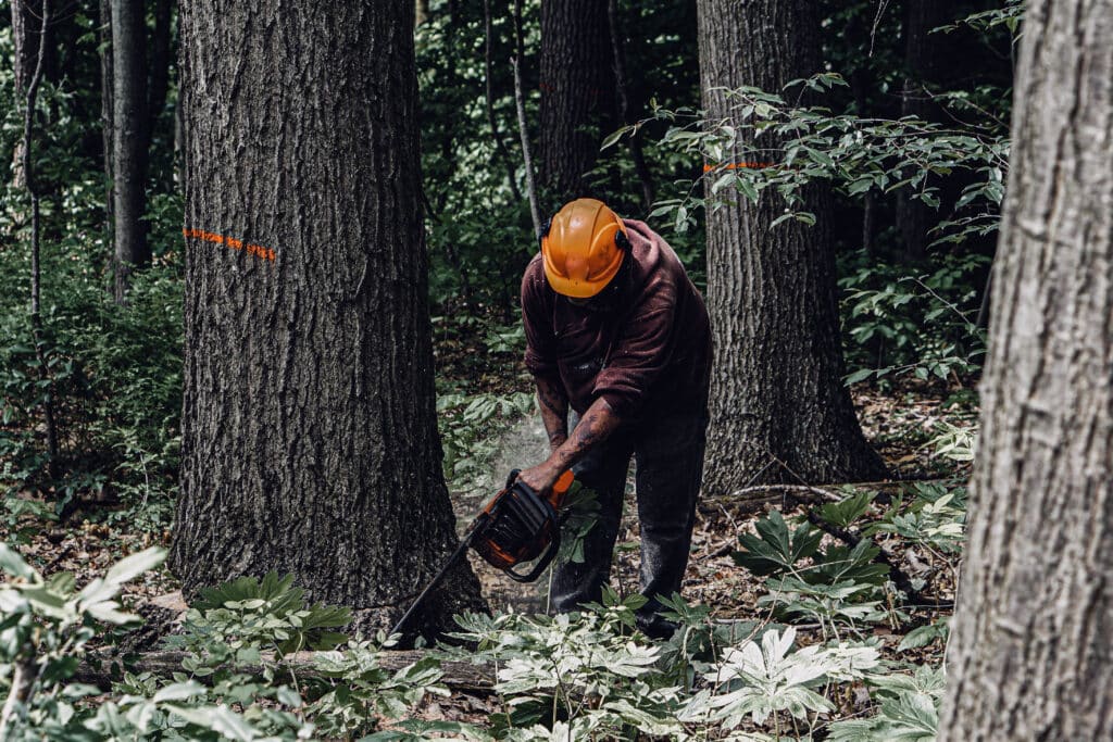 A Buskirk Lumber logging expert cuts down a tree using a chainsaw.