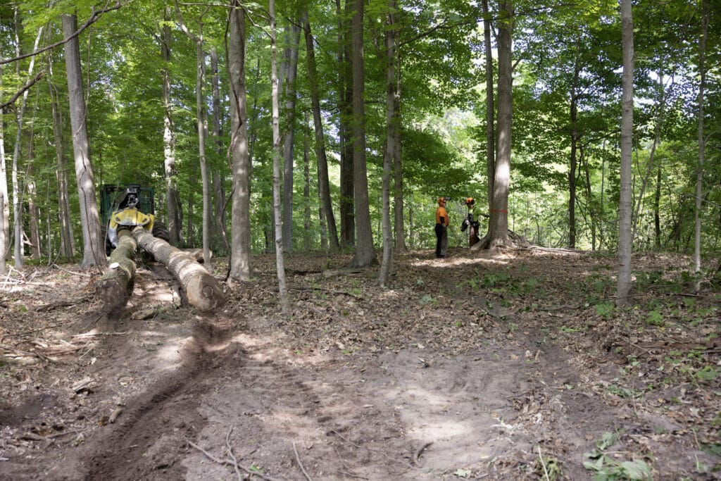 Buskirk Lumber sustainably cuts and removes hardwood trees from a woodlot.